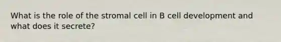 What is the role of the stromal cell in B cell development and what does it secrete?