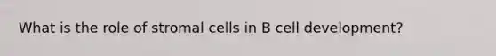 What is the role of stromal cells in B cell development?