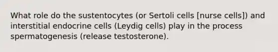 What role do the sustentocytes (or Sertoli cells [nurse cells]) and interstitial endocrine cells (Leydig cells) play in the process spermatogenesis (release testosterone).