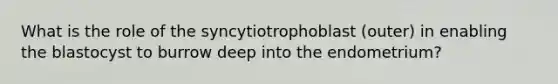 What is the role of the syncytiotrophoblast (outer) in enabling the blastocyst to burrow deep into the endometrium?