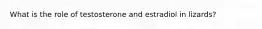 What is the role of testosterone and estradiol in lizards?