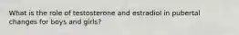 What is the role of testosterone and estradiol in pubertal changes for boys and girls?