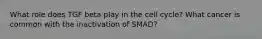 What role does TGF beta play in the cell cycle? What cancer is common with the inactivation of SMAD?