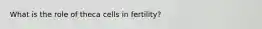 What is the role of theca cells in fertility?