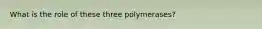 What is the role of these three polymerases?