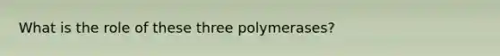 What is the role of these three polymerases?