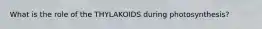 What is the role of the THYLAKOIDS during photosynthesis?