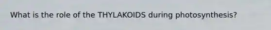 What is the role of the THYLAKOIDS during photosynthesis?