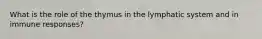 What is the role of the thymus in the lymphatic system and in immune responses?