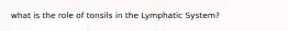 what is the role of tonsils in the Lymphatic System?