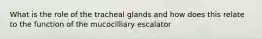 What is the role of the tracheal glands and how does this relate to the function of the mucocilliary escalator