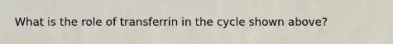 What is the role of transferrin in the cycle shown above?