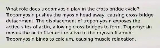 What role does tropomyosin play in the cross bridge cycle? Tropomyosin pushes the myosin head away, causing cross bridge detachment. The displacement of tropomyosin exposes the active sites of actin, allowing cross bridges to form. Tropomyosin moves the actin filament relative to the myosin filament. Tropomyosin binds to calcium, causing muscle relaxation.