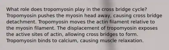 What role does tropomyosin play in the cross bridge cycle? Tropomyosin pushes the myosin head away, causing cross bridge detachment. Tropomyosin moves the actin filament relative to the myosin filament. The displacement of tropomyosin exposes the active sites of actin, allowing cross bridges to form. Tropomyosin binds to calcium, causing muscle relaxation.