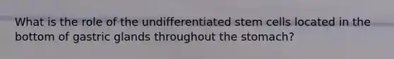 What is the role of the undifferentiated stem cells located in the bottom of gastric glands throughout the stomach?