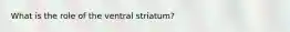 What is the role of the ventral striatum?