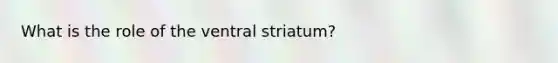 What is the role of the ventral striatum?