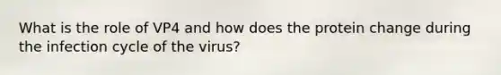 What is the role of VP4 and how does the protein change during the infection cycle of the virus?