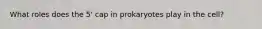 What roles does the 5' cap in prokaryotes play in the cell?