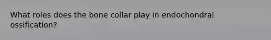 What roles does the bone collar play in endochondral ossification?