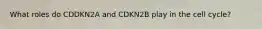 What roles do CDDKN2A and CDKN2B play in the cell cycle?