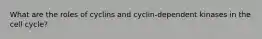 What are the roles of cyclins and cyclin-dependent kinases in the cell cycle?