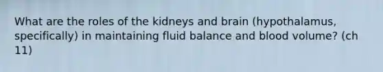 What are the roles of the kidneys and brain (hypothalamus, specifically) in maintaining fluid balance and blood volume? (ch 11)