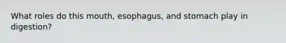 What roles do this mouth, esophagus, and stomach play in digestion?