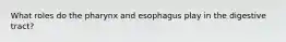 What roles do the pharynx and esophagus play in the digestive tract?