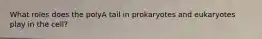 What roles does the polyA tail in prokaryotes and eukaryotes play in the cell?