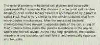 The roles of proteins in bacterial cell division and eukaryotic cytokinesis Part complete The division of a bacterial cell into two daughter cells (called binary fission) is accomplished by a protein called FtsZ. FtsZ is very similar to the tubulin subunits that form microtubules in eukaryotes. After the replicated bacterial chromosomes have moved to opposite ends of the cell, a ring of FtsZ proteins forms inside the plasma membrane in the region where the cell will divide. As the FtsZ ring constricts, the plasma membrane and bacterial cell wall fold in and eventually separate into two cells.