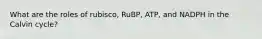 What are the roles of rubisco, RuBP, ATP, and NADPH in the Calvin cycle?