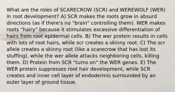 What are the roles of SCARECROW (SCR) and WEREWOLF (WER) in root development? A) SCR makes the roots grow in absurd directions (as if there's no "brain" controlling them). WER makes roots "hairy" because it stimulates excessive differentiation of hairs from root epidermal cells. B) The wer protein results in cells with lots of root hairs, while scr creates a skinny root. C) The scr allele creates a skinny root (like a scarecrow that has lost its stuffing), while the wer allele attacks neighboring cells, killing them. D) Protein from SCR "turns on" the WER genes. E) The WER protein suppresses root hair development, while SCR creates and inner cell layer of endodermis surrounded by an outer layer of ground tissue.