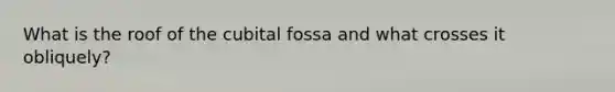 What is the roof of the cubital fossa and what crosses it obliquely?