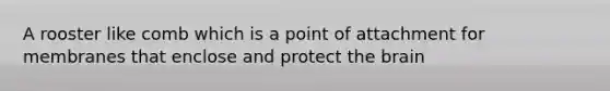 A rooster like comb which is a point of attachment for membranes that enclose and protect the brain
