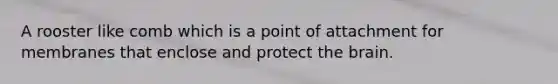 A rooster like comb which is a point of attachment for membranes that enclose and protect the brain.
