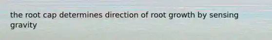 the root cap determines direction of root growth by sensing gravity