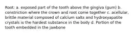 Root: a. exposed part of the tooth above the gingiva (gum) b. constriction where the crown and root come together c. acellular, brittle material composed of calcium salts and hydroxyapatite crystals is the hardest substance in the body d. Portion of the tooth embedded in the jawbone