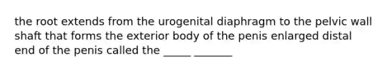 the root extends from the urogenital diaphragm to the pelvic wall shaft that forms the exterior body of the penis enlarged distal end of the penis called the _____ _______