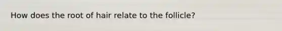 How does the root of hair relate to the follicle?