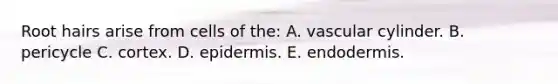 Root hairs arise from cells of the: A. vascular cylinder. B. pericycle C. cortex. D. epidermis. E. endodermis.