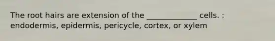 The root hairs are extension of the _____________ cells. : endodermis, epidermis, pericycle, cortex, or xylem