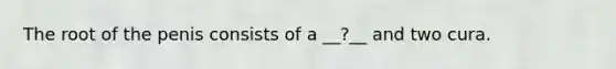 The root of the penis consists of a __?__ and two cura.