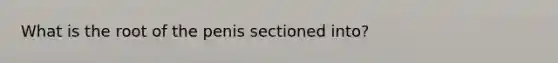 What is the root of the penis sectioned into?