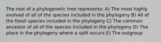 The root of a phylogenetic tree represents: A) The most highly evolved of all of the species included in the phylogeny B) All of the fossil species included in the phylogeny C) The common ancestor of all of the species included in the phylogeny D) The place in the phylogeny where a split occurs E) The outgroup