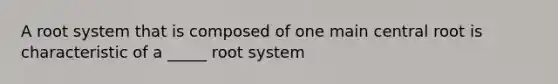 A root system that is composed of one main central root is characteristic of a _____ root system