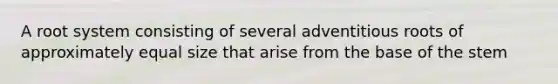 A root system consisting of several adventitious roots of approximately equal size that arise from the base of the stem