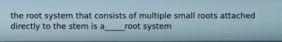 the root system that consists of multiple small roots attached directly to the stem is a_____root system