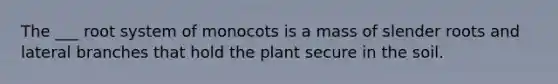 The ___ root system of monocots is a mass of slender roots and lateral branches that hold the plant secure in the soil.