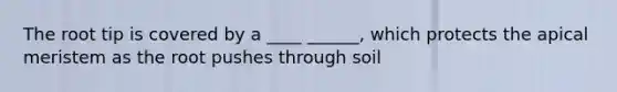 The root tip is covered by a ____ ______, which protects the apical meristem as the root pushes through soil